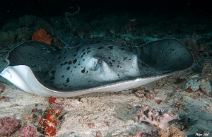 Maldives 2021  - Raie pastenague noire - Blackblotched stingray - Taeniurops meyeni - DSC00631_rc